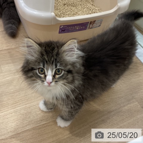 ノルウェージャンフォレストキャットの写真