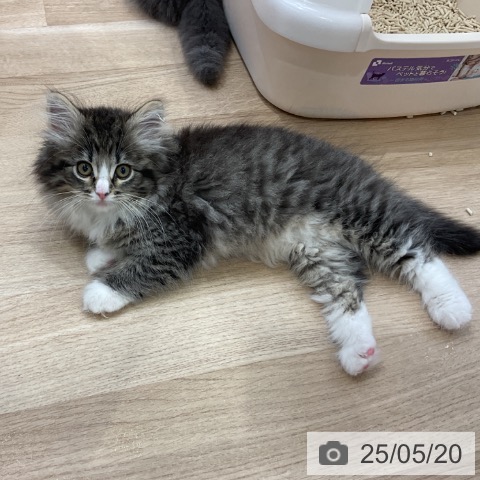 ノルウェージャンフォレストキャットの写真