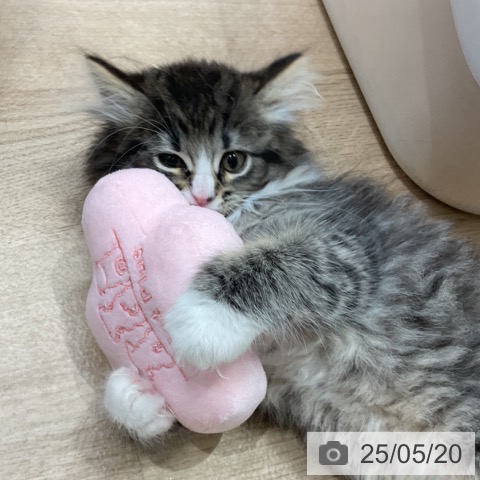 ノルウェージャンフォレストキャットの写真