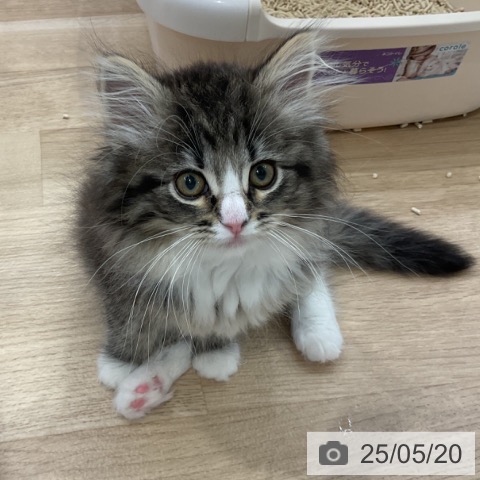 ノルウェージャンフォレストキャットの写真