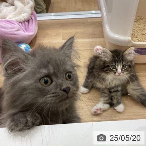 ノルウェージャンフォレストキャットの写真