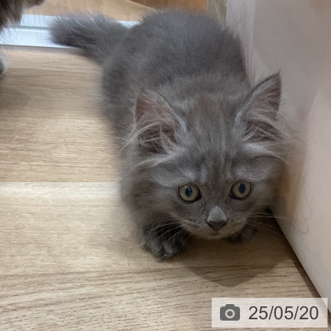 ミヌエットの写真