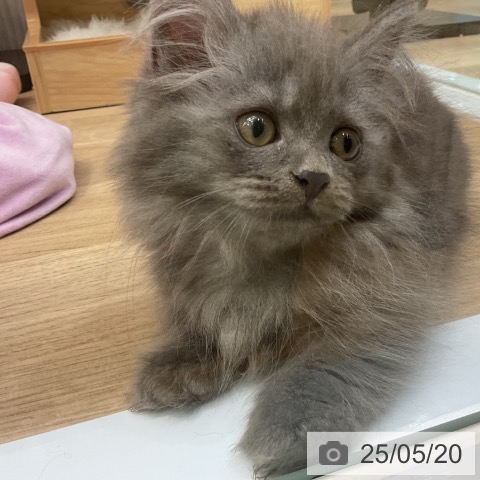 ミヌエットの写真