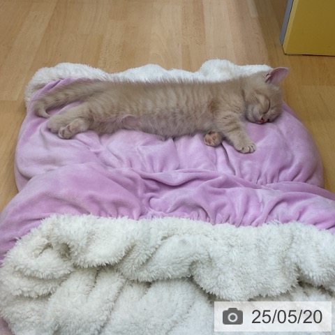 マンチカンの写真