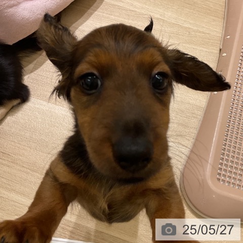 ミニチュア・ダックスフンドの写真