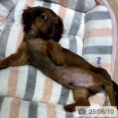 ミニチュア・ダックスフンドの写真