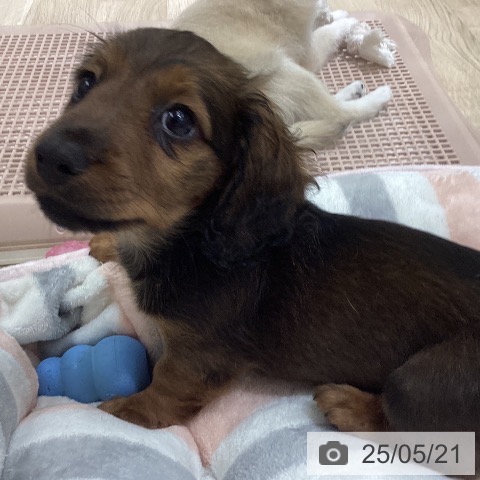 ミニチュア・ダックスフンドの写真