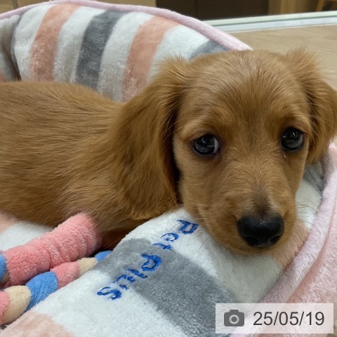 ミニチュア・ダックスフンドの写真