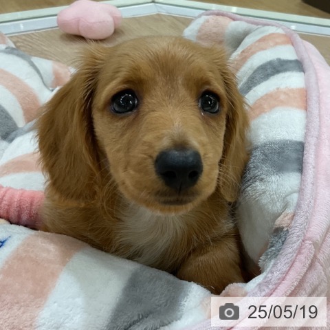 ミニチュア・ダックスフンドの写真