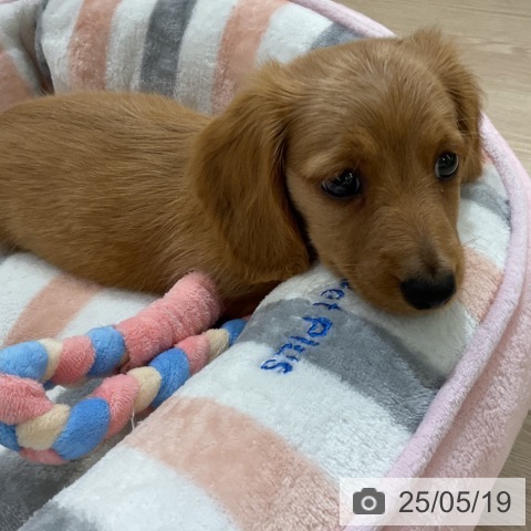 ミニチュア・ダックスフンドの写真