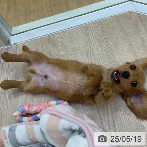 ミニチュア・ダックスフンドの写真