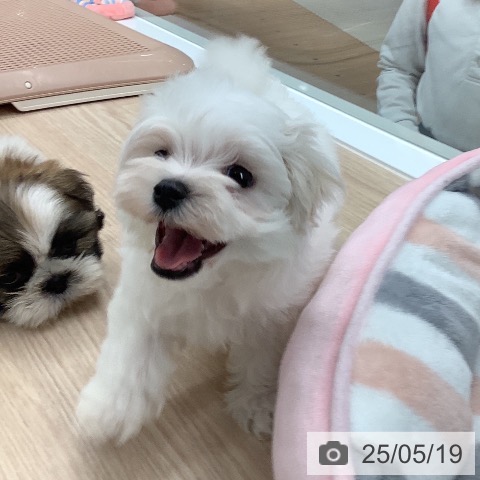マルチーズの写真