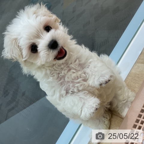 マルチーズの写真