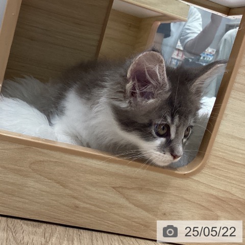 メインクーンの写真