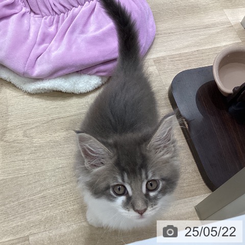 メインクーンの写真