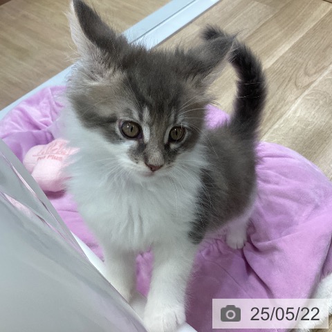 メインクーンの写真