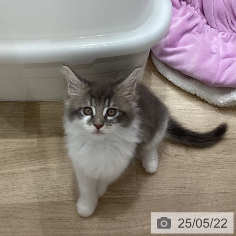 メインクーンの写真