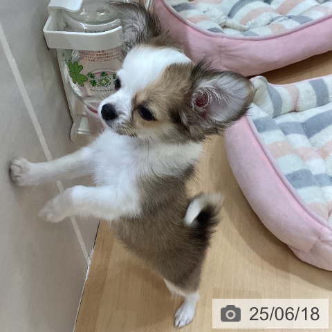 チワワの写真