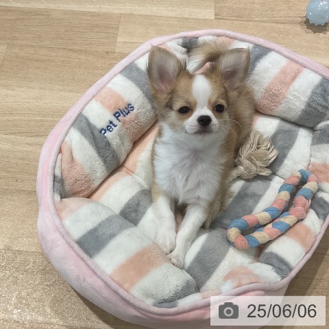 チワワの写真
