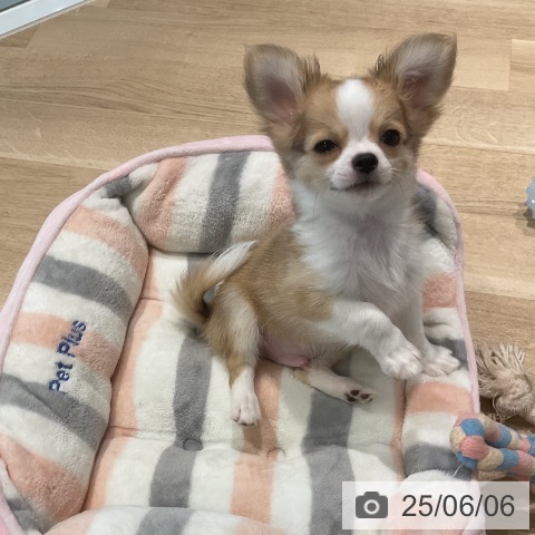 チワワの写真
