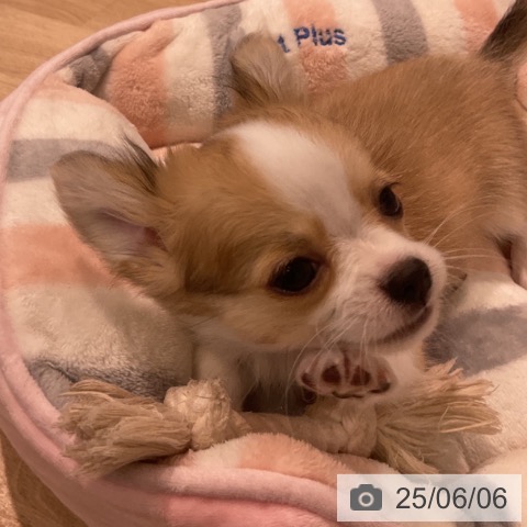 チワワの写真