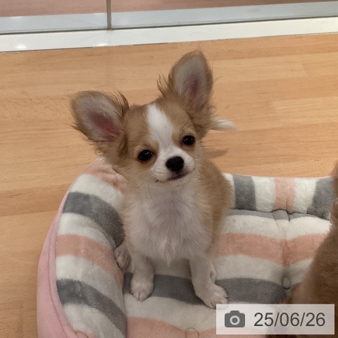 チワワの写真