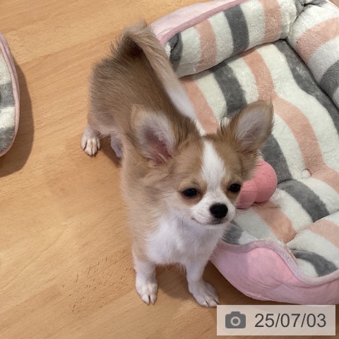 チワワの写真