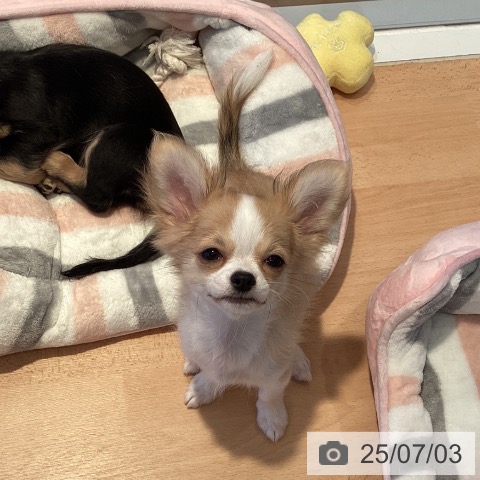 チワワの写真