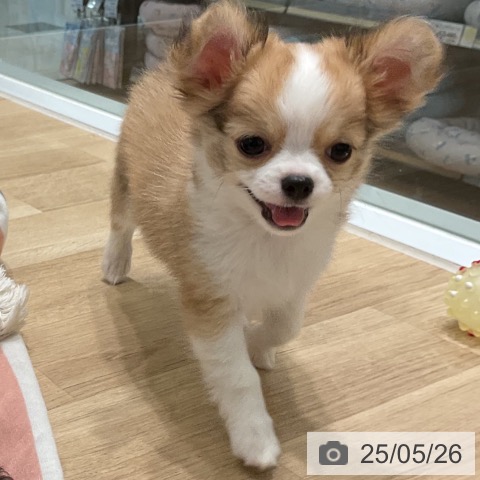 チワワの写真