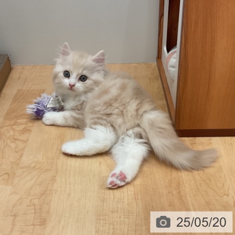 スコティッシュフォールドの写真