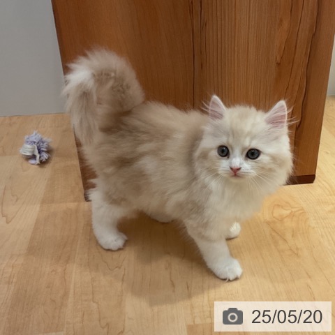 スコティッシュフォールドの写真