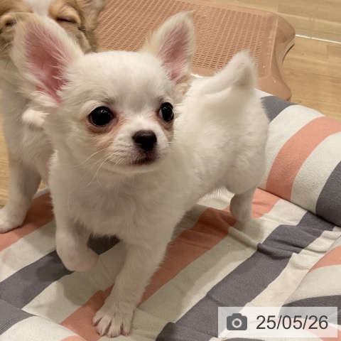 チワワの写真
