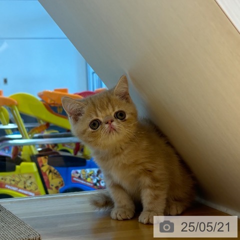 エキゾチックの写真