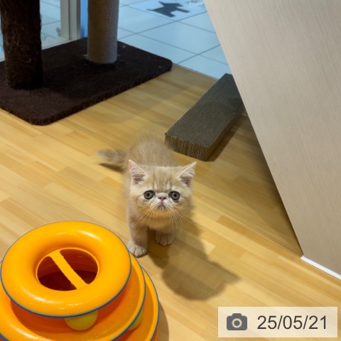 エキゾチックの写真