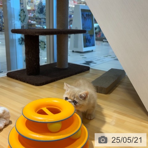 エキゾチックの写真