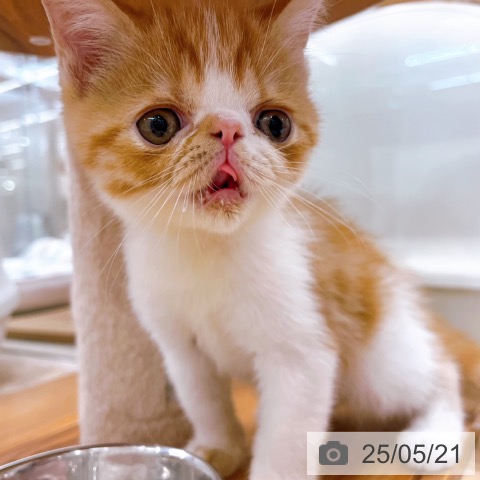 エキゾチックの写真
