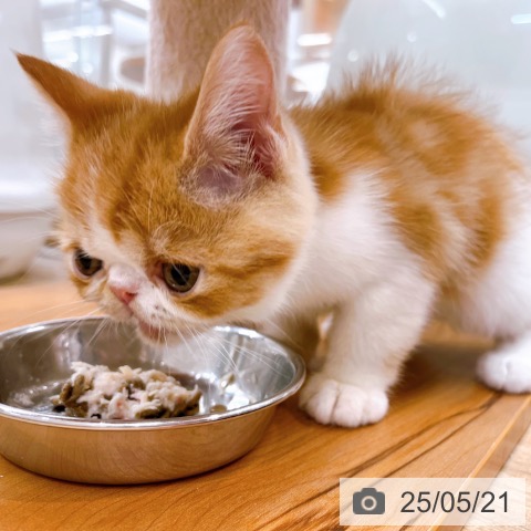 エキゾチックの写真