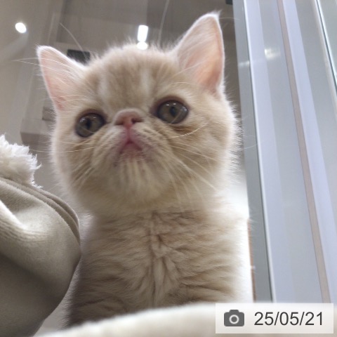 エキゾチックの写真