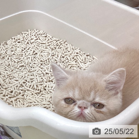 エキゾチックの写真