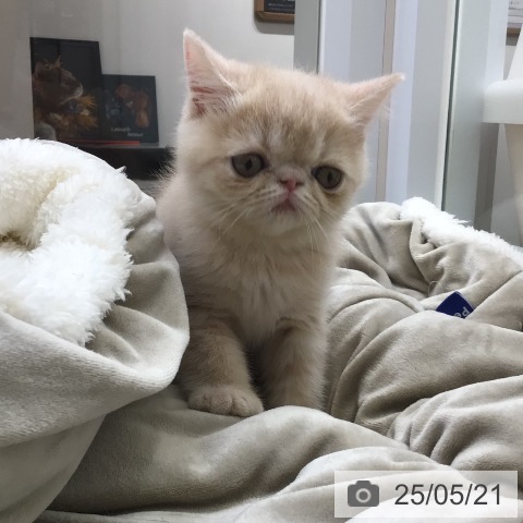 エキゾチックの写真