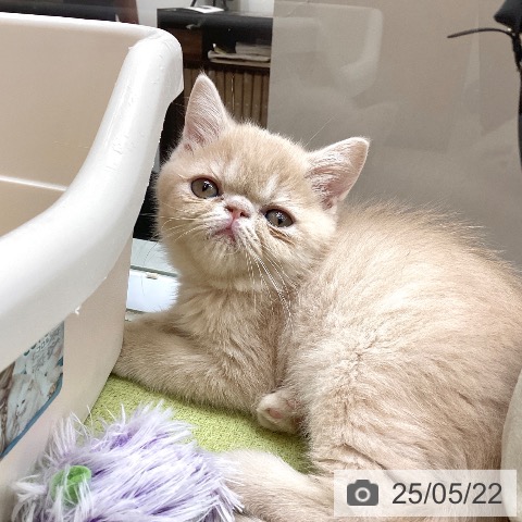 エキゾチックの写真
