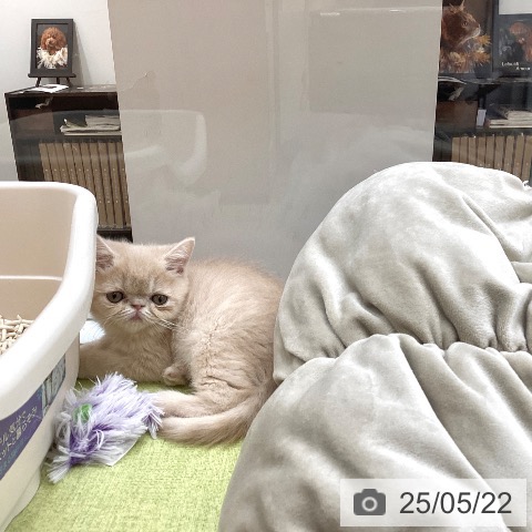 エキゾチックの写真