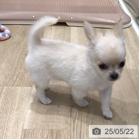チワワの写真