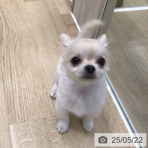 チワワの写真