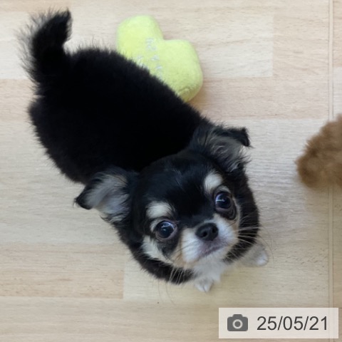 チワワの写真