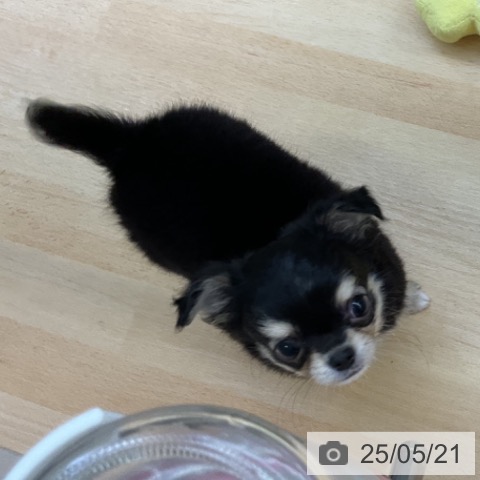 チワワの写真