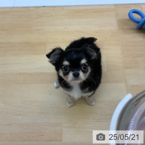 チワワの写真