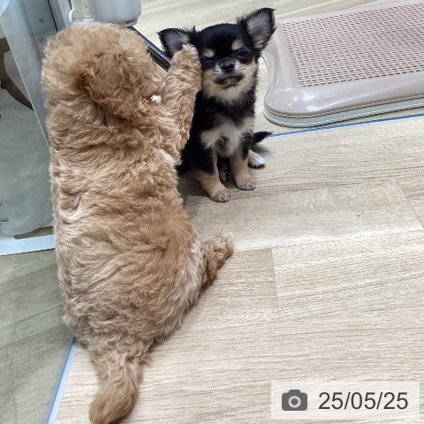 チワワの写真