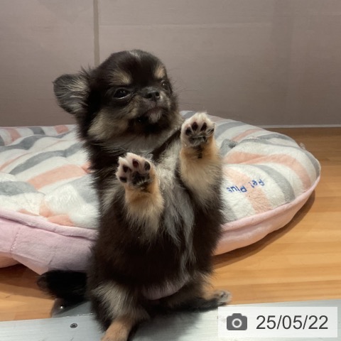 チワワの写真