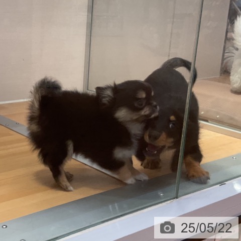 チワワの写真